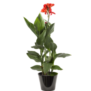 Canna feuille verte (الكانا ذات الأوراق الخضراء)