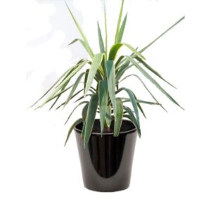 Yucca panaché (اليوكا الملونة)